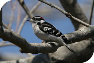 Tough titmouse meaning