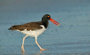 Sea bird holding food in beak