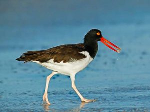 Amoy bird on beach carrying a shell