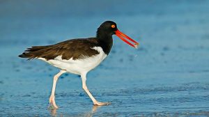 Amoy bird on beach carrying a shell