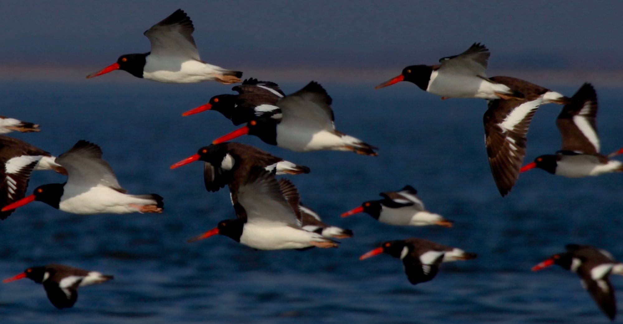 Amoy birds flying over ocean