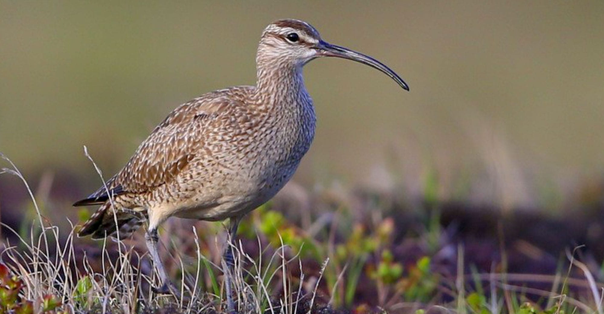 Whimbrel on ground