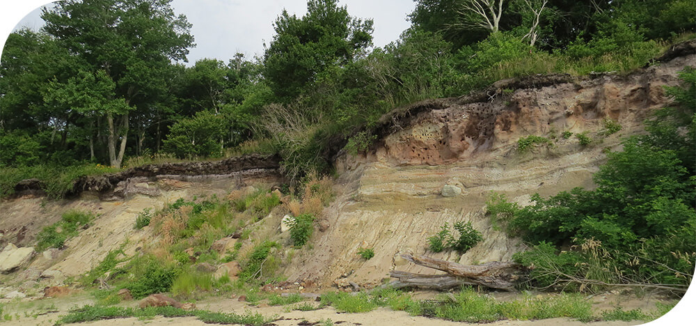 Bank Swallow Colony