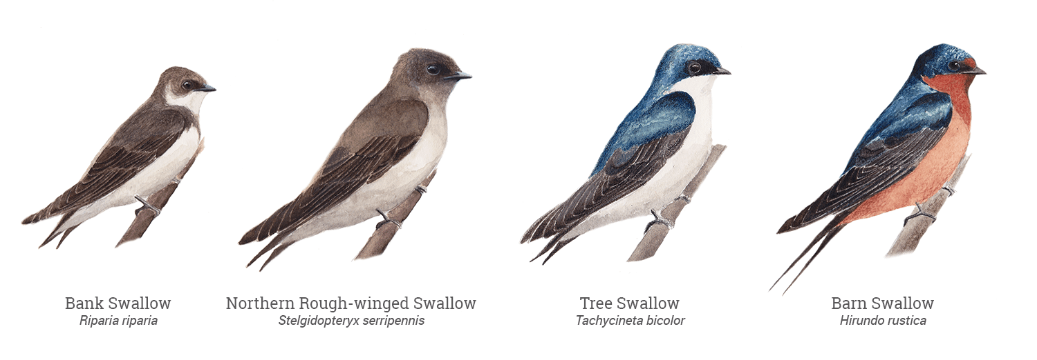 Four Types of Swallows