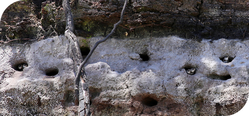 Nesting Burrows