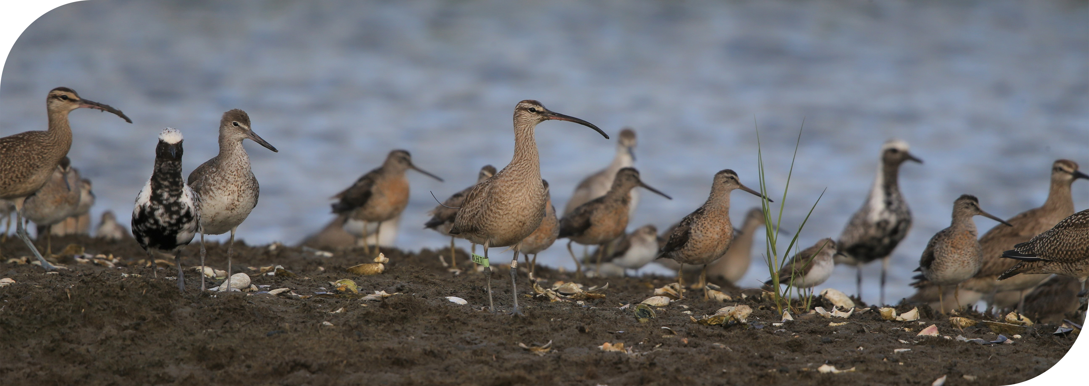 whimbrels