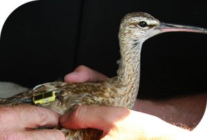 Ahanu the Whimbrel