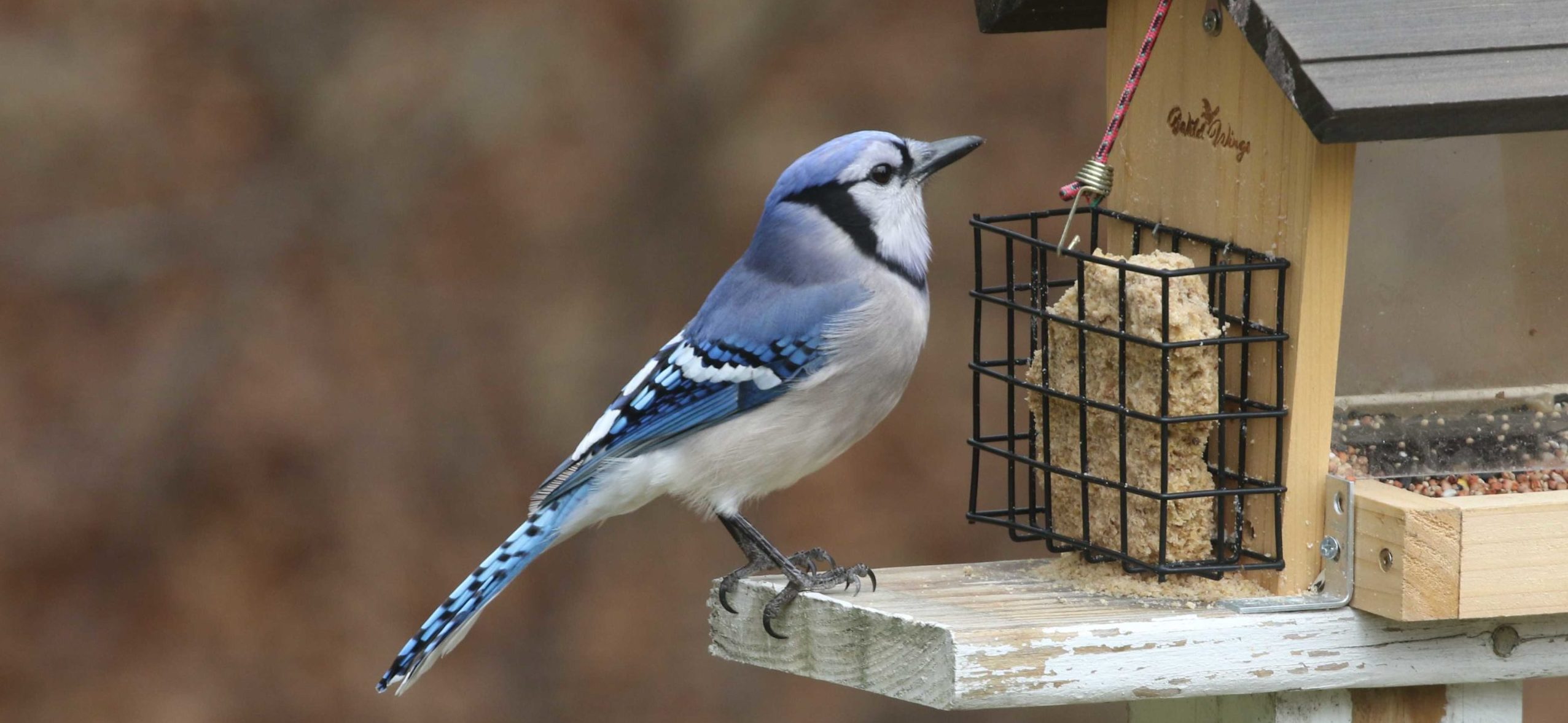 Backyard Birding Manomet Conservation Sciences