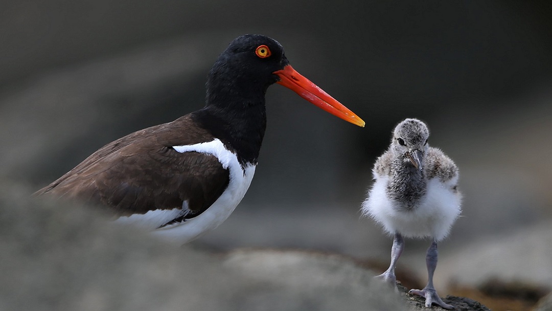 American Oystercatcher and Chick. Credit: Brad Winn.