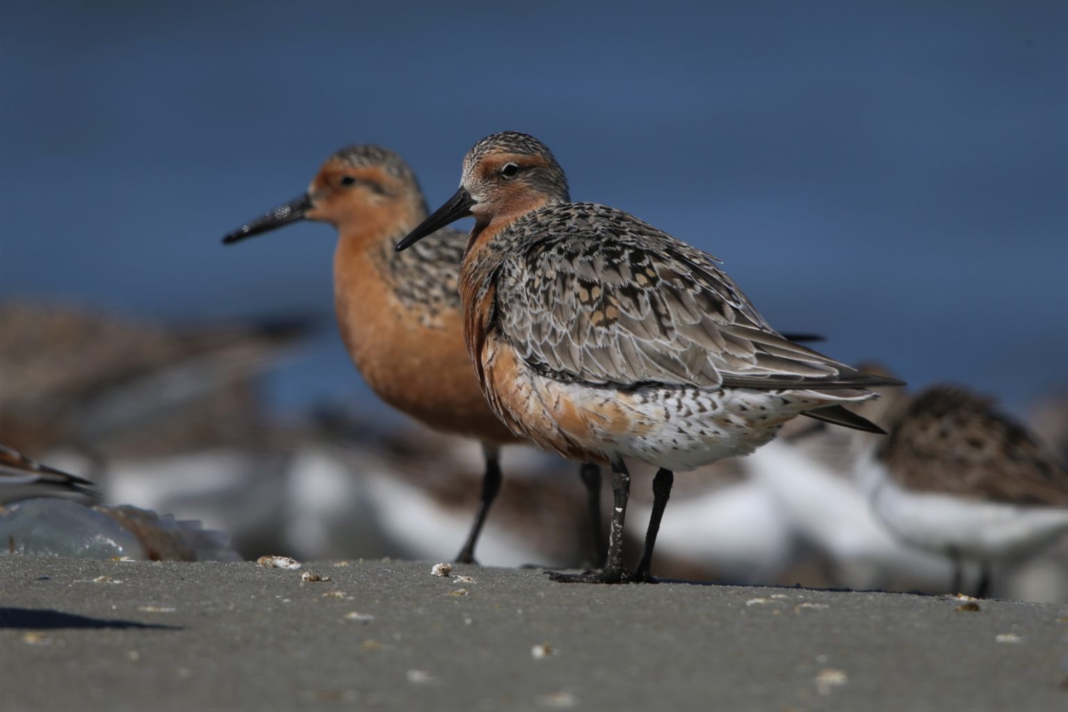 Build an island for shorebirds? An experiment in shows the
