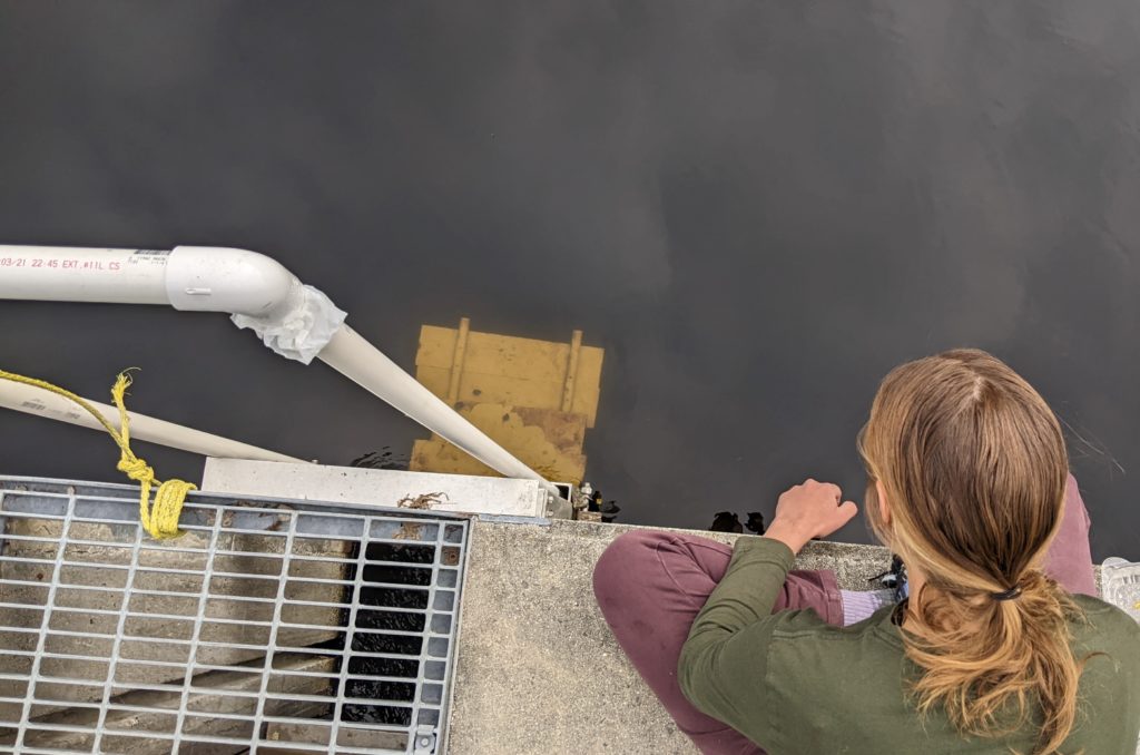 This website will help build collaboration around river herring