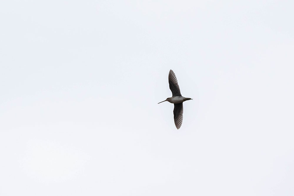 A Wilson's Snipe in Flight