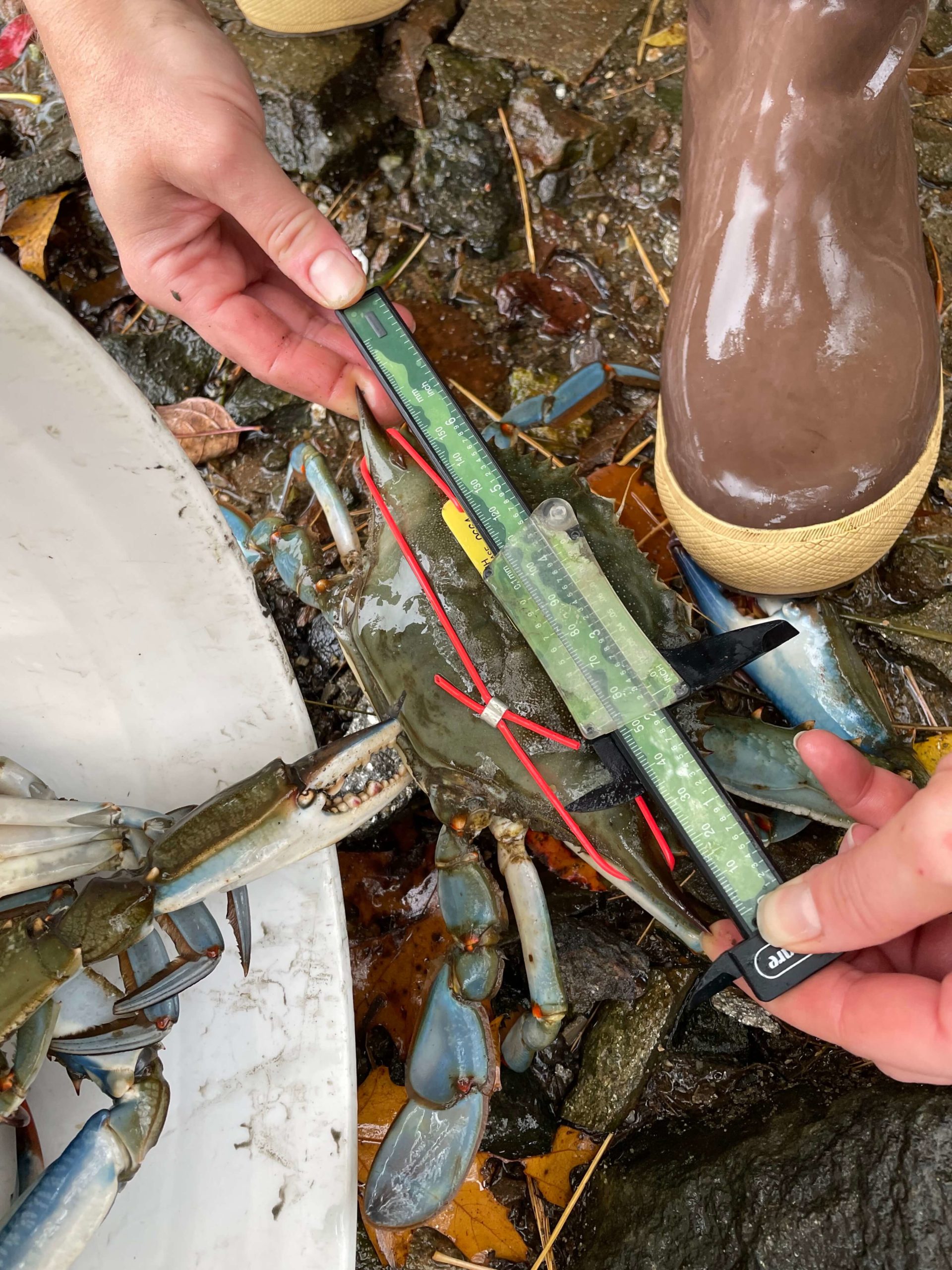 Researchers measure a blue crab.