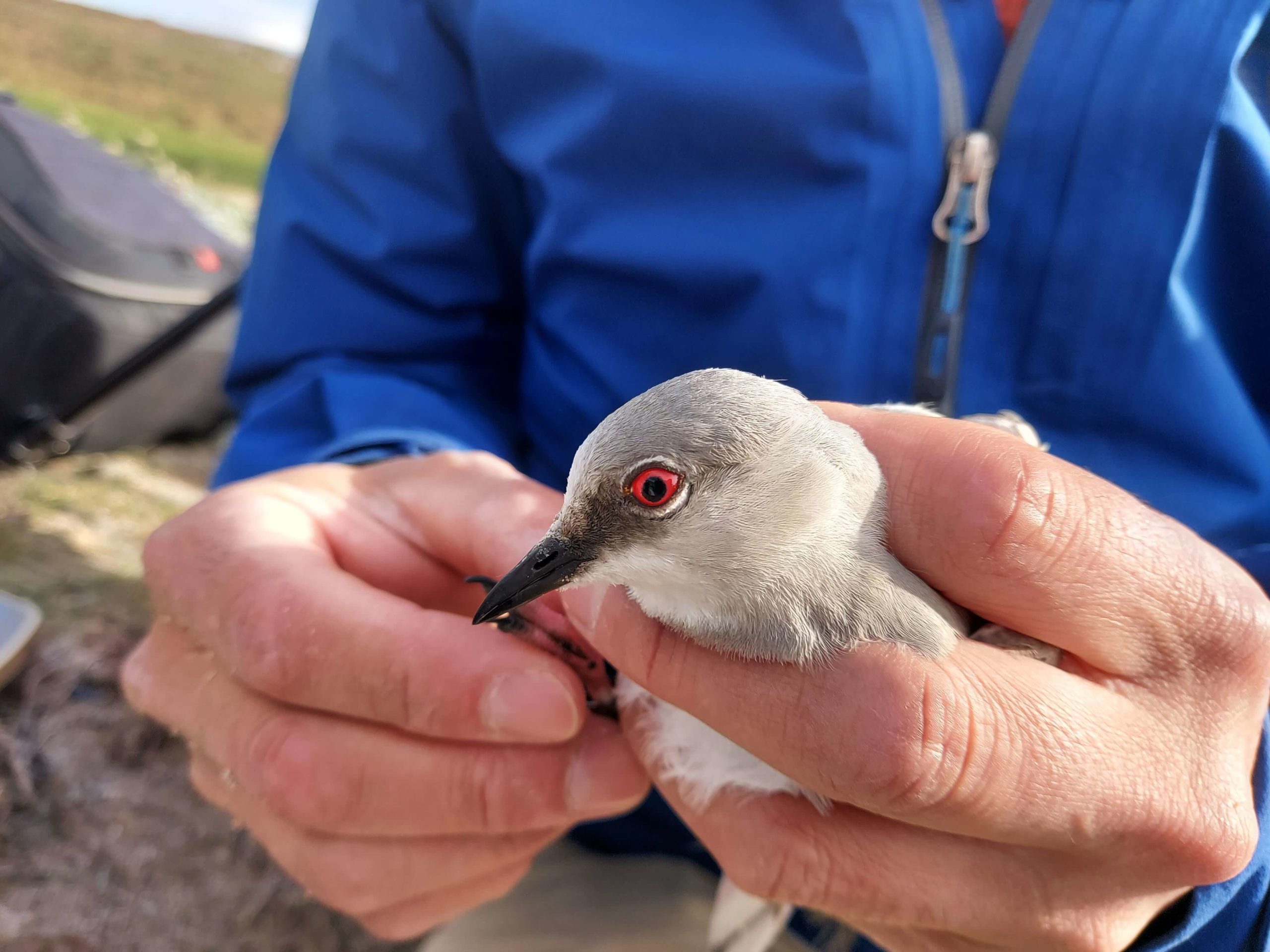 A man holds a Magellanic Plover