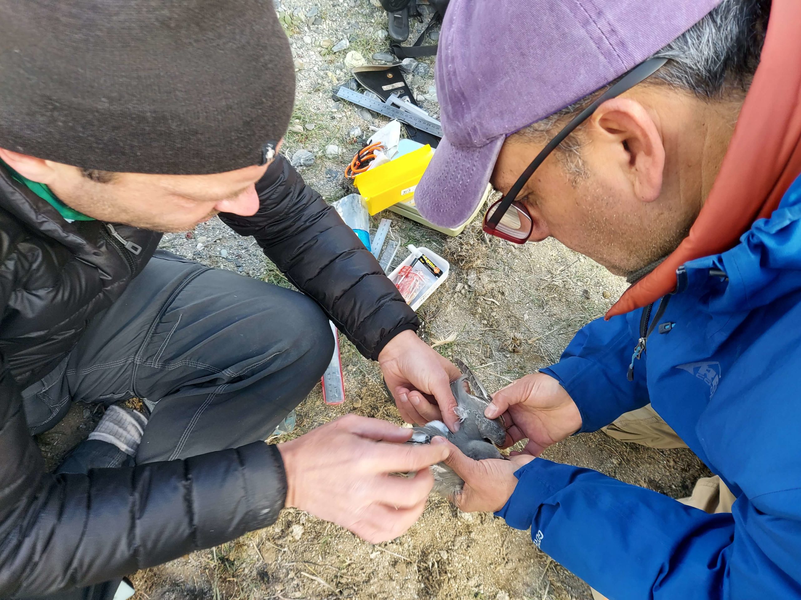 Scientists holding a Magellanic Plover.