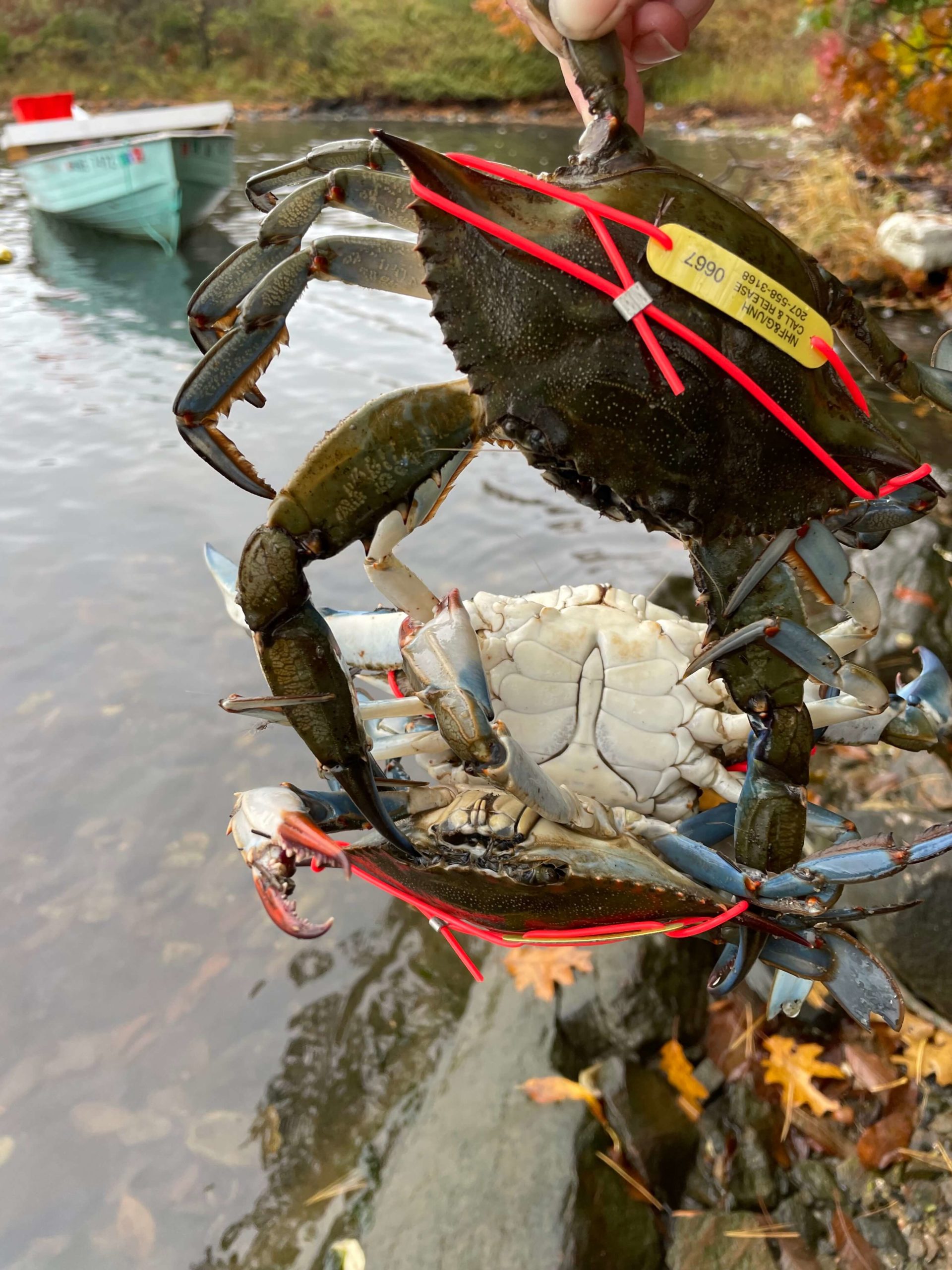 A blue crab marked with an identification tag.