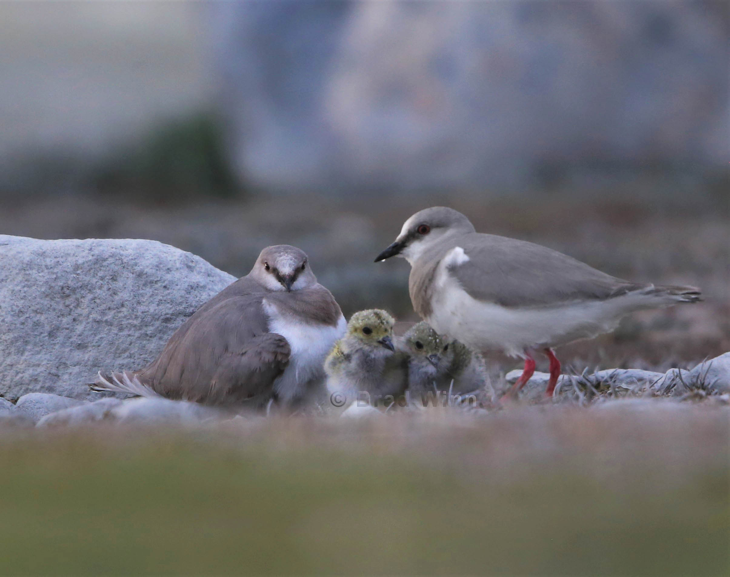 Magellanic Plovers, Patagonia